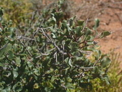 Euclea undulata