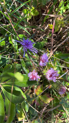 Liatris novae-angliae