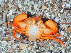 Euryozius bouvieri