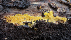 Phlebiodontia subochracea