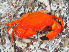 Euryozius bouvieri