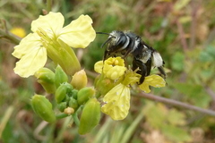 Andrena agilissima