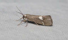 Cisthene liberomacula