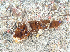 Coscinasterias tenuispina