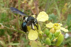 Andrena agilissima