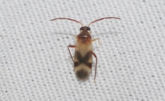Ceratocapsini