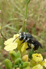 Andrena agilissima
