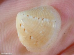 Gouldia minima