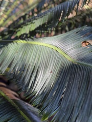 Ulidiidae