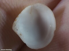 Gouldia minima