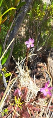 Drosera capensis