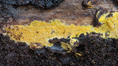 Phlebiodontia subochracea
