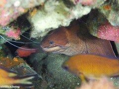 Gymnothorax unicolor