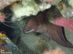 Gymnothorax unicolor