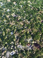 Ulva