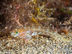 Vanneaugobius canariensis