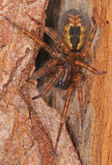 Amaurobius fenestralis