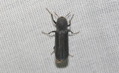 Amphicerus cornutus