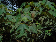 Ficus grossularioides
