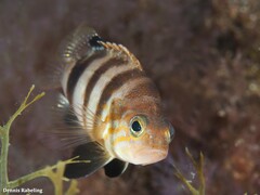 Serranus hepatus