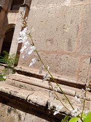 Plectranthus verticillatus