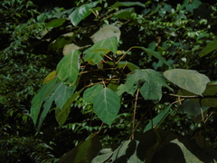 Ficus grossularioides