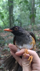 Turdus helleri