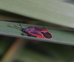 Melacoryphus admirabilis