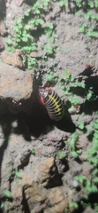Doderiinae