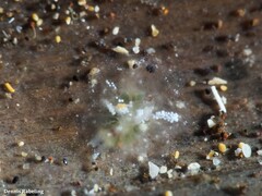 Mourgona borgninii