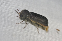 Amphicerus cornutus