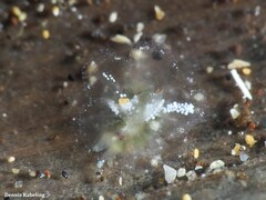 Mourgona borgninii