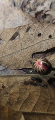 Doderiinae