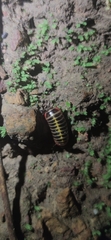 Doderiinae