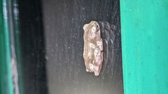 Hyperolius viridiflavus