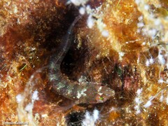 Parablennius incognitus