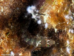 Parablennius incognitus