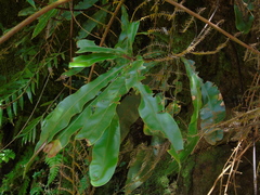 Oleandra neriiformis