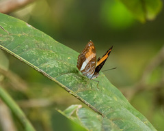 Adelpha cocala cocala
