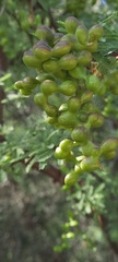 Prosopis torquata