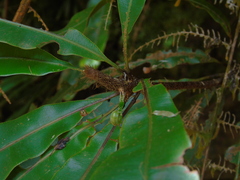 Oleandra neriiformis