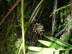 Molineria capitulata