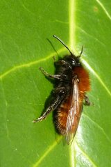 Andrena fulva