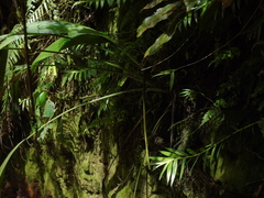 Molineria capitulata