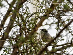 Curruca melanocephala