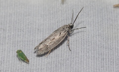 Ethmia discostrigella