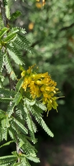 Prosopis torquata