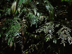 Ptisana