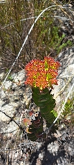 Crassula undulata