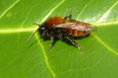 Andrena fulva